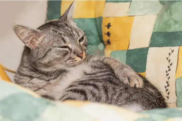 Gato cuidando da barriga