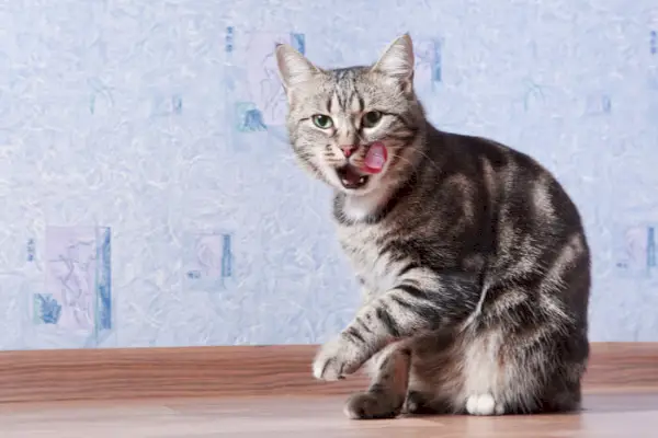 Functie voor het uittrekken van haren door katten