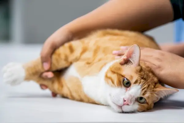 veterinario che controlla le condizioni di un gatto con lipidosi ematica