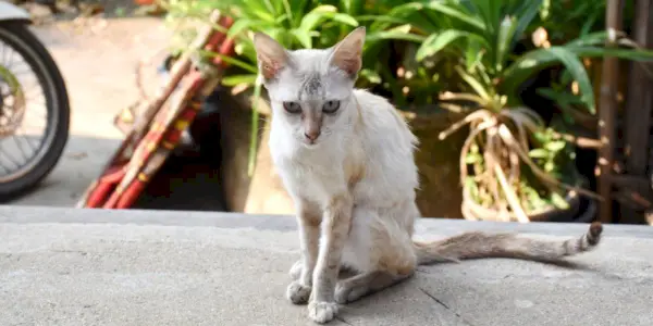 아픈 고양이