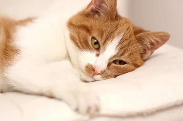 Gato naranja y blanco tumbado sobre una almohada blanca; Salmonella en gatos imagen destacada