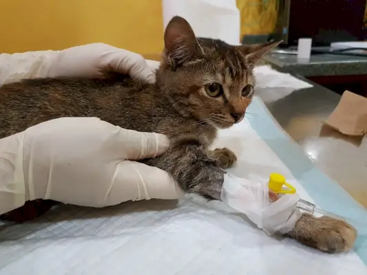 Trattamento del cancro ai polmoni nei gatti