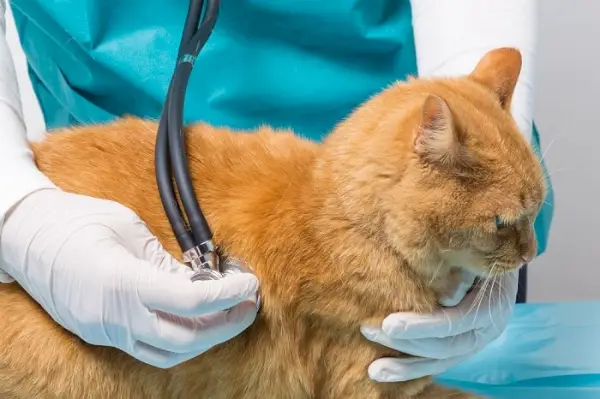 Característica del cáncer de pulmón en gatos