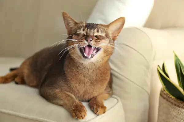 placa de dientes de gato