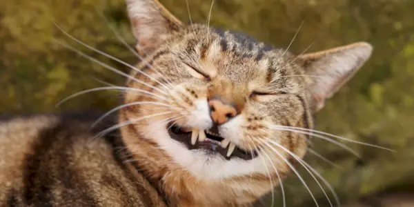 幸せな笑顔のトラ猫