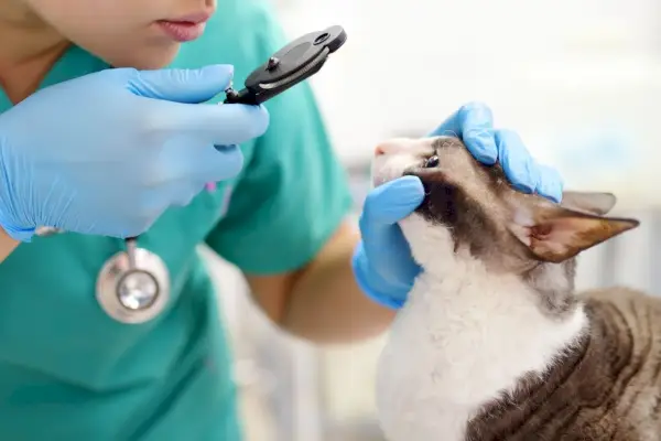 Foto van een dierenarts die het gezichtsvermogen van een kat beoordeelt