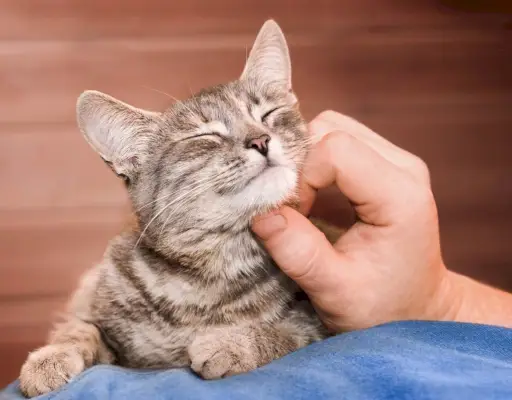 Imagine cu mâini de bărbat care mângâie ușor o pisică domestică