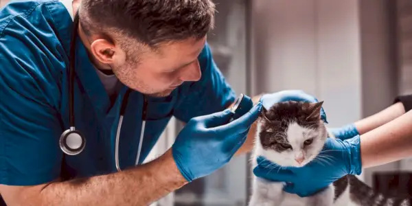 Imagem capturando um veterinário examinando um gato