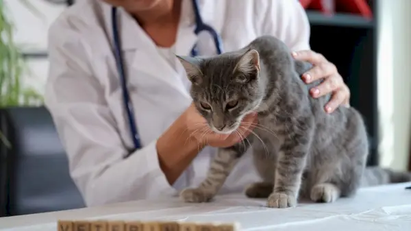 Katzenhusten: Ursachen und Behandlung