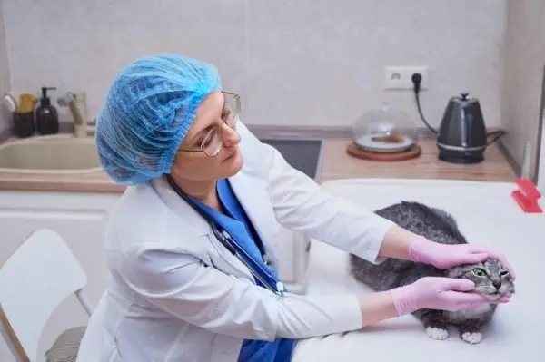 Veterinario inspeccionando un gato