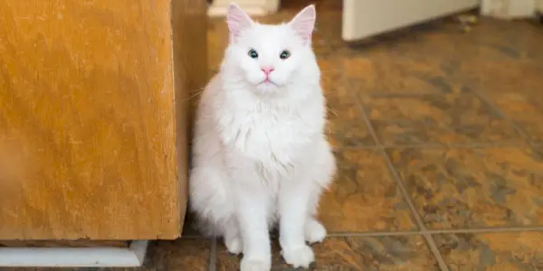 Agenesia de párpados en gatos