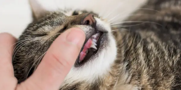 Mačji gingivitis: uzroci, simptomi i liječenje