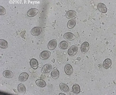 coccidia