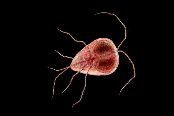 Giardia