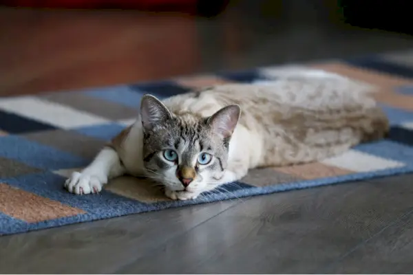 Darmparasieten van katten: oorzaken, symptomen en behandeling