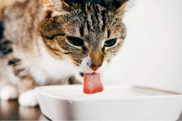 Слика мачке која пије воду из посуде.