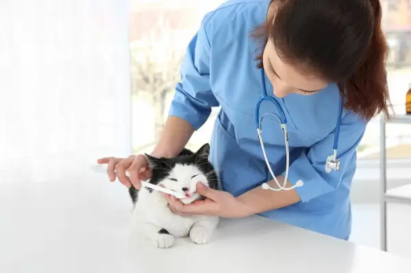 Behandlung oraler Tumoren bei Katzen