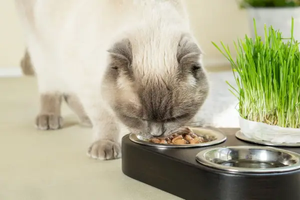 „Scottish Fold“ katė mėgaujasi minkštu šlapiu kačių maistu, mėgaujasi kiekvienu kąsniu su akivaizdžiu malonumu ir pasitenkinimu