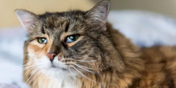 Foto van een lapjeskat Maine Coon-kat met een zichtbaar derde ooglid