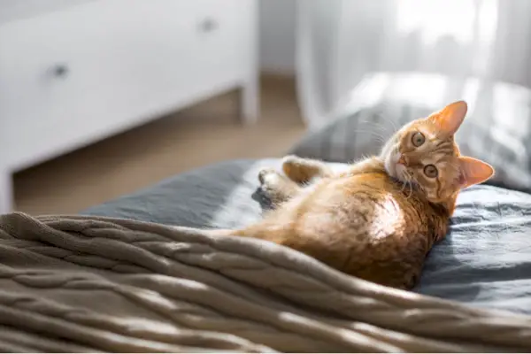 Genesung einer Infektion der oberen Atemwege bei Katzen