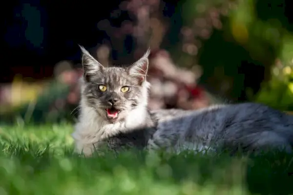 Maine Coon sopihanje