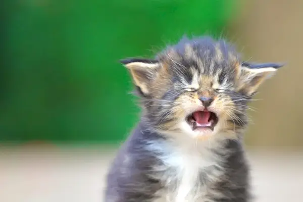 Gatinho pequeno com boca aberta e orelhas dobradas