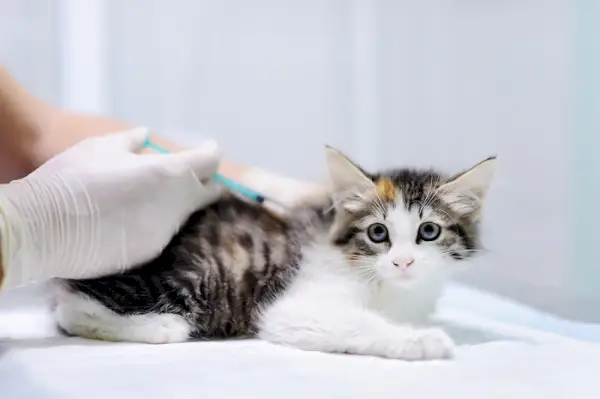 Vétérinaire donnant une injection à un petit chaton tigré