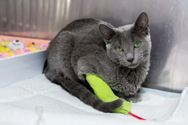 Un gato gris está sentado en una cama con un juguete verde.