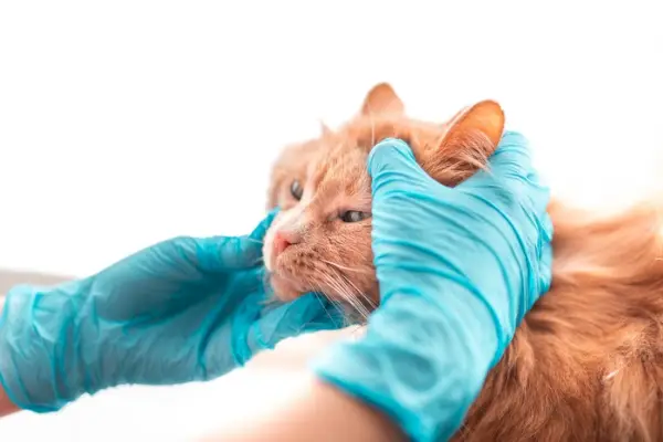 Bloedarmoede bij katten: oorzaken, symptomen en behandeling