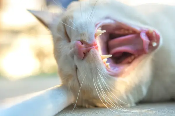 Représentation visuelle d'un chat souffrant de mauvaise haleine, soulignant l'importance des soins dentaires et des contrôles réguliers pour résoudre les problèmes potentiels de santé bucco-dentaire pouvant affecter un chat.