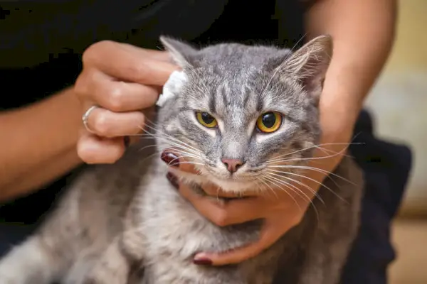 Tratamiento de la secreción del oído en gatos.