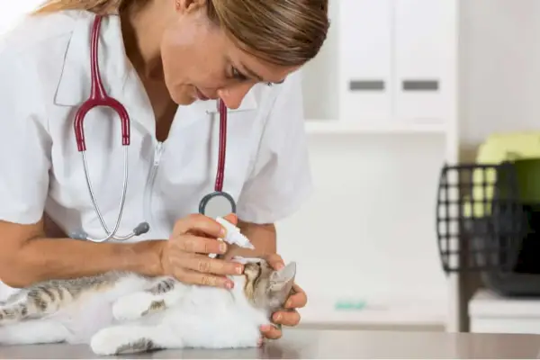 Infecção ocular de gato: causas, sintomas e tratamento