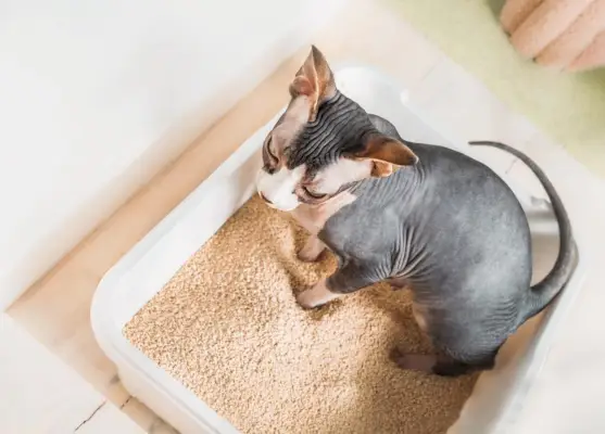 Sphynx-Katze steht in einer weichen Streu und zeigt ihr einzigartiges und haarloses Aussehen