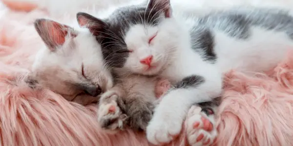 Pododermatitis en gatos: lindos gatitos durmiendo juntos en una conmovedora muestra de afecto