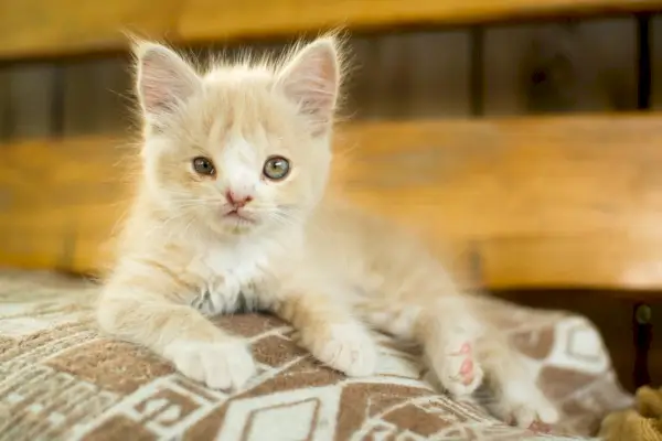 Kätzchen mit einem Geburtsfehler, was die Einzigartigkeit und besondere Sorgfalt hervorhebt, die für solche Katzen oft erforderlich ist