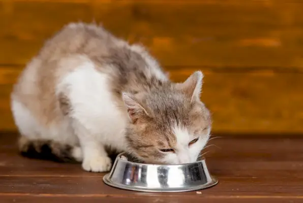 Bir kedinin tipik ve önemli bir parçası olan kaseden yemek yiyen kedi