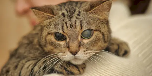 Yarı kör kedi, kedilerin zorluklar karşısında dayanıklılığını ve uyum sağlama yeteneğini örneklendiriyor.