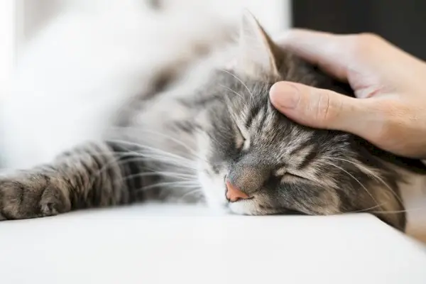 Een serene kat, opgerold in een vredige slaap, genesteld op een knus plekje, en belichaamt de rust en het comfort van een rustgevend dutje.