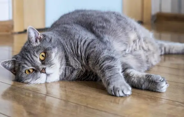 Kat met overgewicht die comfortabel rust, zijn formaat laat zien en het belang benadrukt van het beheersen van een gezond gewicht voor het welzijn van de kat.