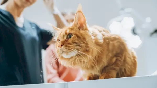 veterinär Red Maine Coon