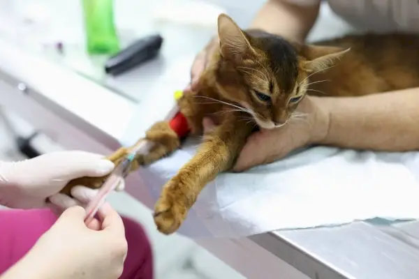 Un gatto a cui viene prelevato un campione di sangue dalla zampa anteriore