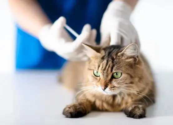 mačka leží pokojne na stole, keď veterinár podáva injekciu