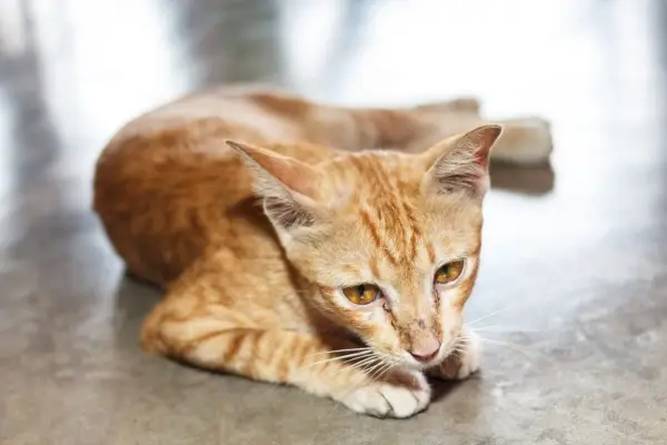 gatto rosso magro, sdraiato su un fianco