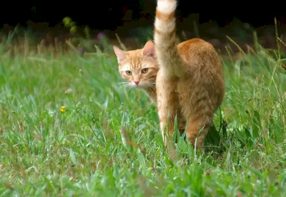 Syndrome de fuite intestinale chez le chat : causes, symptômes et traitement