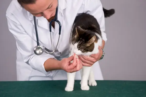 gato con tricocéfalos en la oficina del veterinario