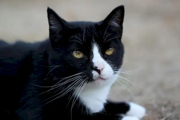 Bruine vlekken in de iris van zwart-witte kat.