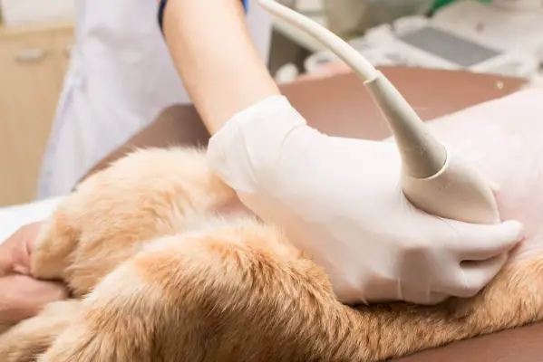 Kat met echografie van de buik