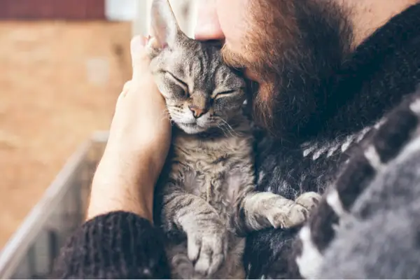 Nahaufnahme eines bärtigen Mannes im isländischen Pullover, der seine süße schnurrende Devon-Rex-Katze hält und küsst.