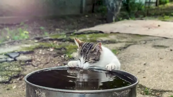 chat buvant de l'eau dans un pot dans le jardin