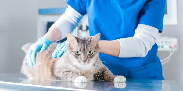 gato siendo examinado por un veterinario